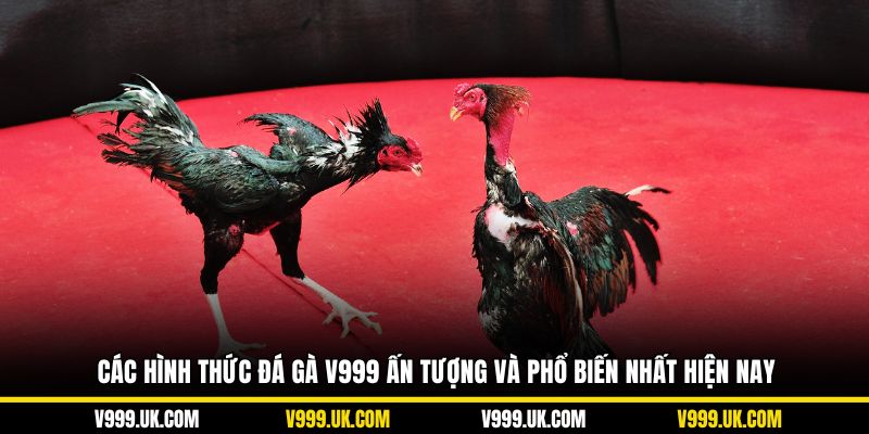 Các hình thức đá gà V999 ấn tượng và phổ biến nhất hiện nay